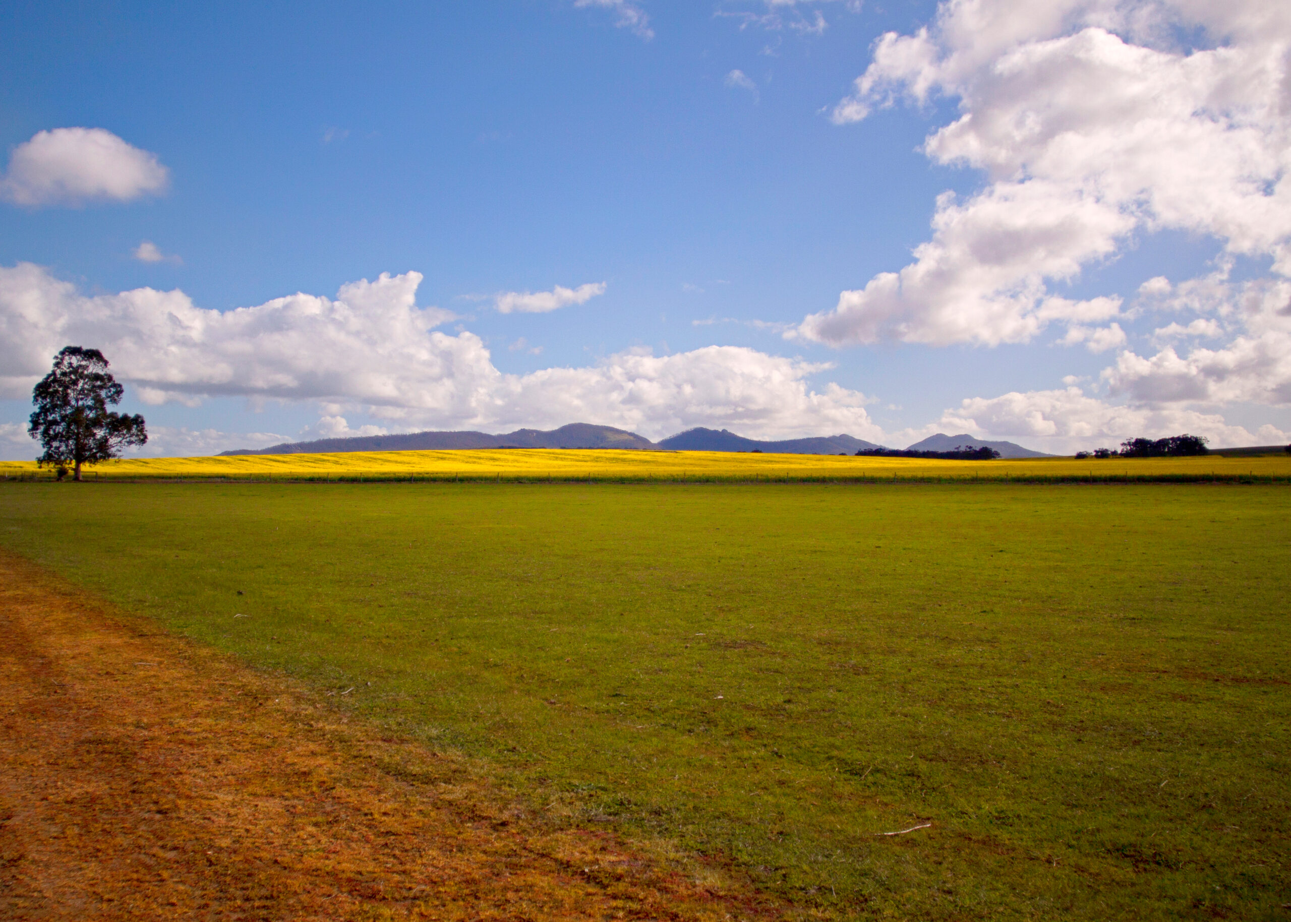 Canola or Rape Fields in the Mount Barker, Albany, Denmark area of South West Australia